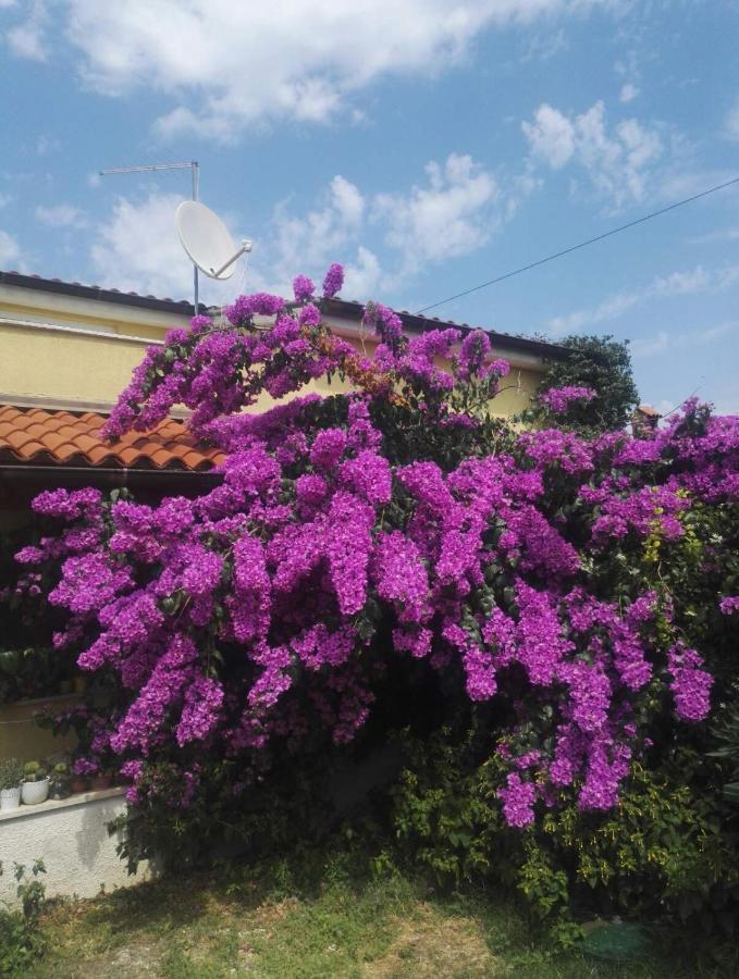 Apartment Samanta Šišan Exterior foto